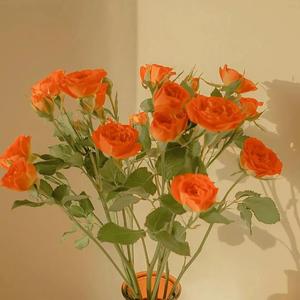 李嘉欣被弄高潮视频
